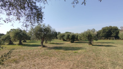 Terra in vendita a Civitanova Marche